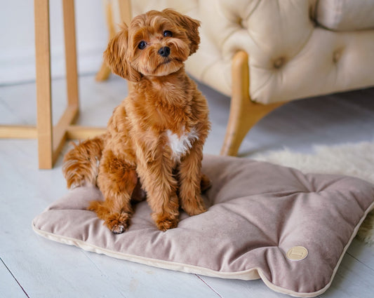 Tomas Pillow for Small Dogs