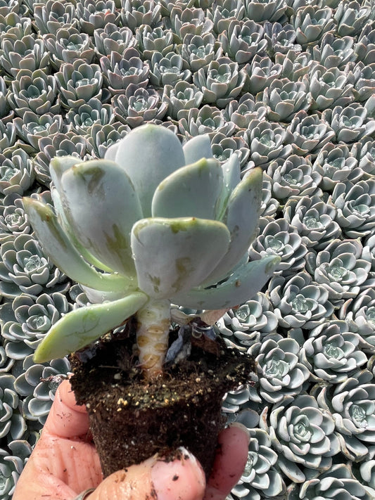 Echeveria Orpet - Tray of 40