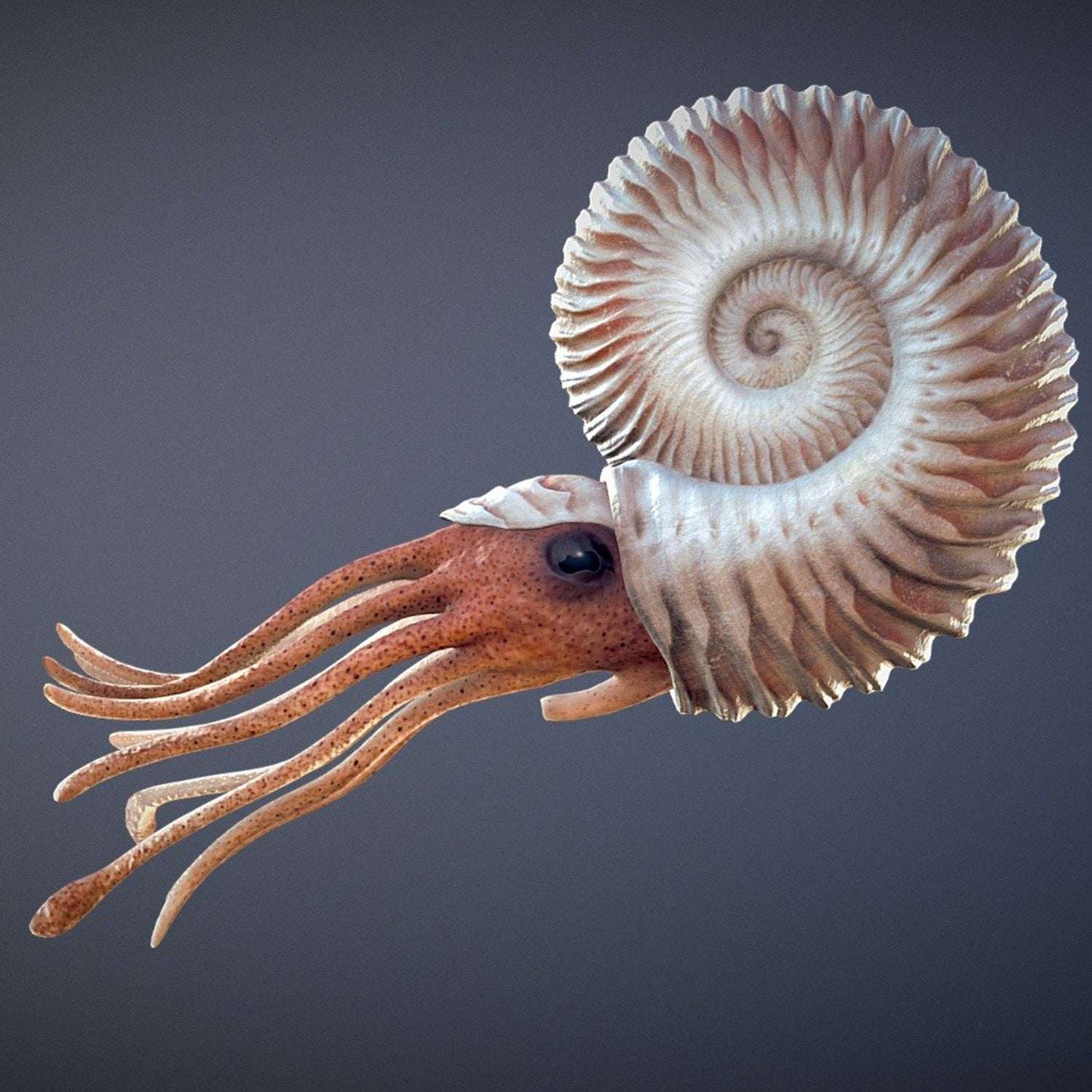 AMMONITE - preserved fossil of an extinct cephalopod