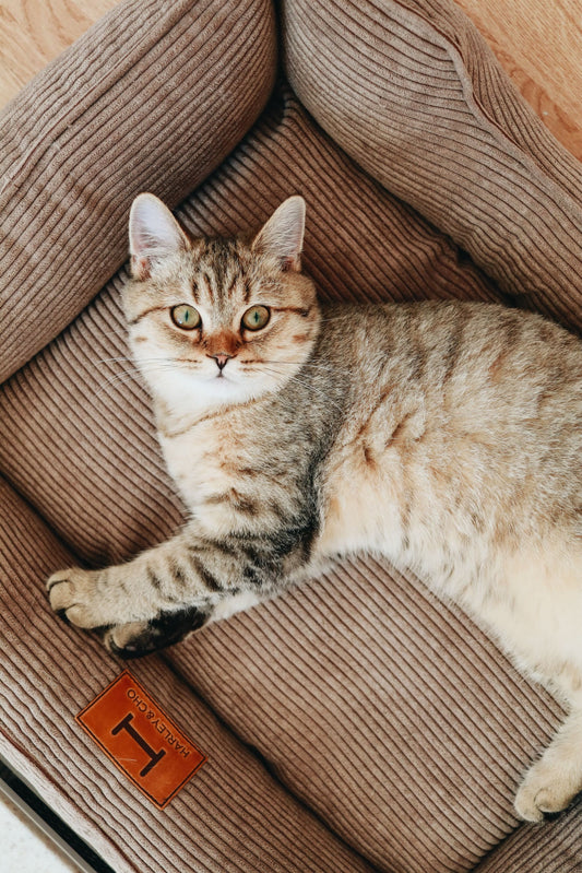 Corduroy Cat Bed Dreamer