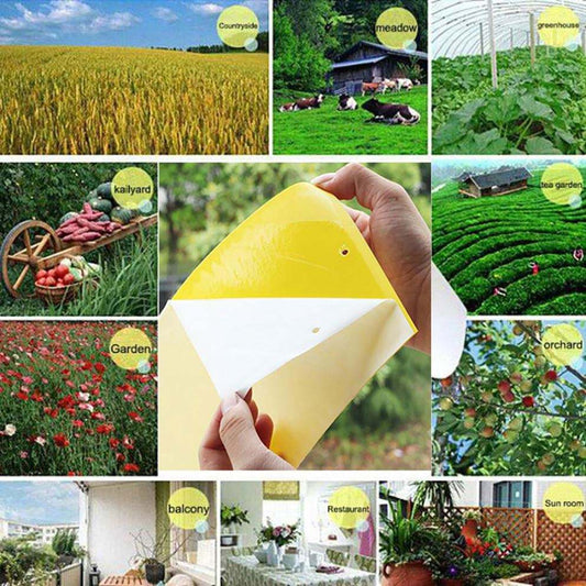 Double sidedStrong Flies Traps Bugs Sticky Board Catching Aphid Insects Killer fly Control Whitefly Thrip Leafminer Glue Sticker