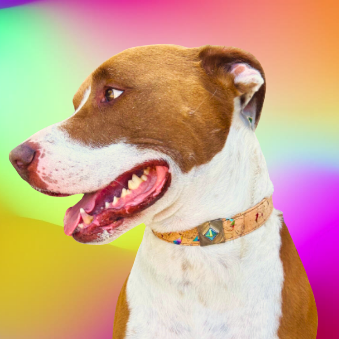 Rainbow Pride Collar Charm Set