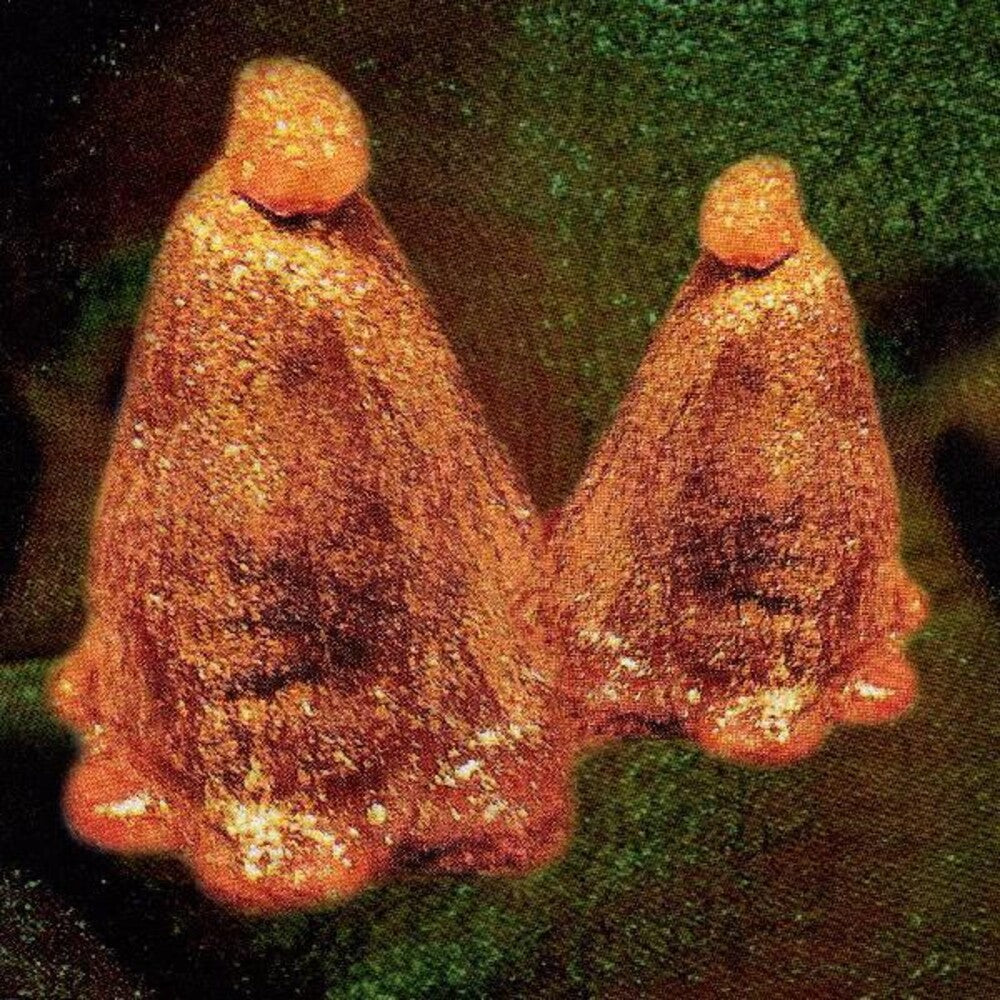 Black To Comm - Oocyte Oil & Stolen Androgens [Clear Vinyl] (Grn) [Limited Edition] Vinyl Record