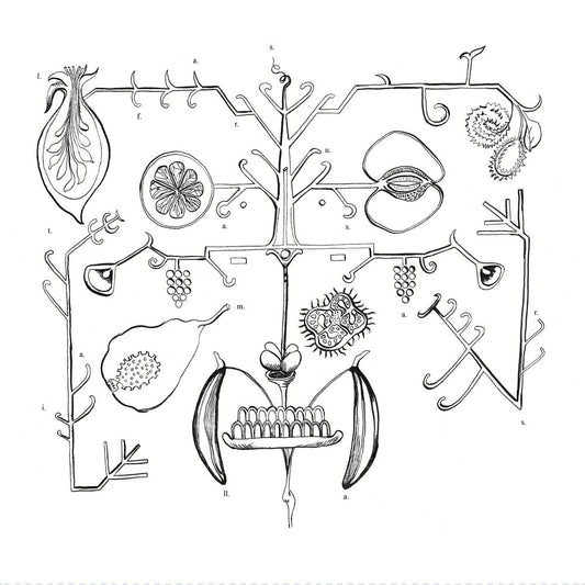 Aa Tigre - Las Frutas Amarilla [LP] Vinyl Record