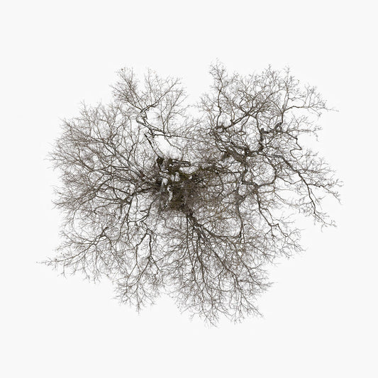 John Metcalfe - Tree [LP] Vinyl Record