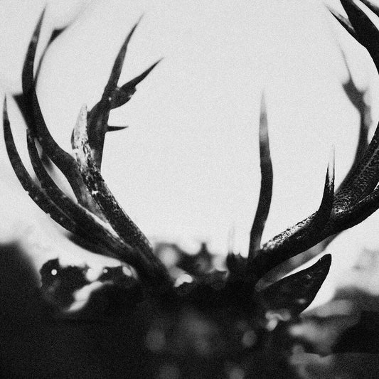 Ihsahn - Ihsahn - Black Yolk (Blk) [Colored Vinyl] Vinyl Record