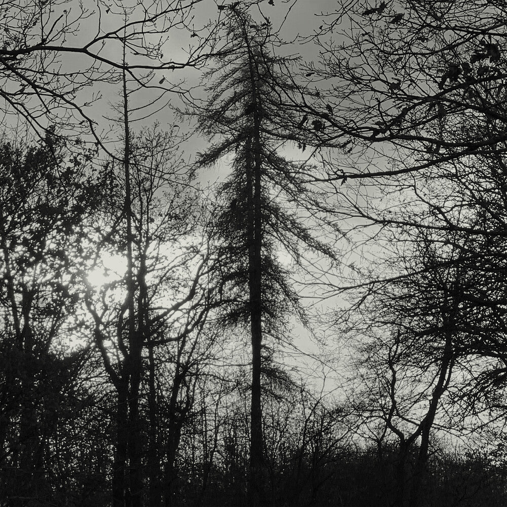 Curse All Kings - Feral Earth [LP] Vinyl Record