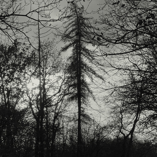 Curse All Kings - Feral Earth [LP] Vinyl Record