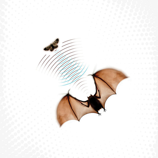 Batsauce - Echolocation [LP] Vinyl Record