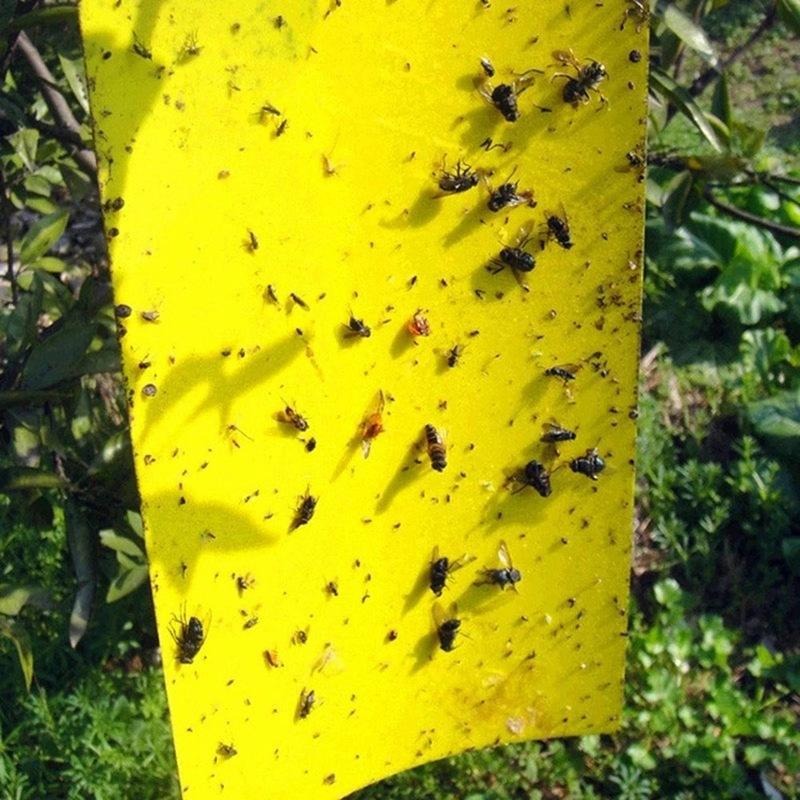 Double sidedStrong Flies Traps Bugs Sticky Board Catching Aphid Insects Killer fly Control Whitefly Thrip Leafminer Glue Sticker