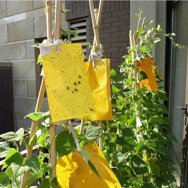 Double sidedStrong Flies Traps Bugs Sticky Board Catching Aphid Insects Killer fly Control Whitefly Thrip Leafminer Glue Sticker