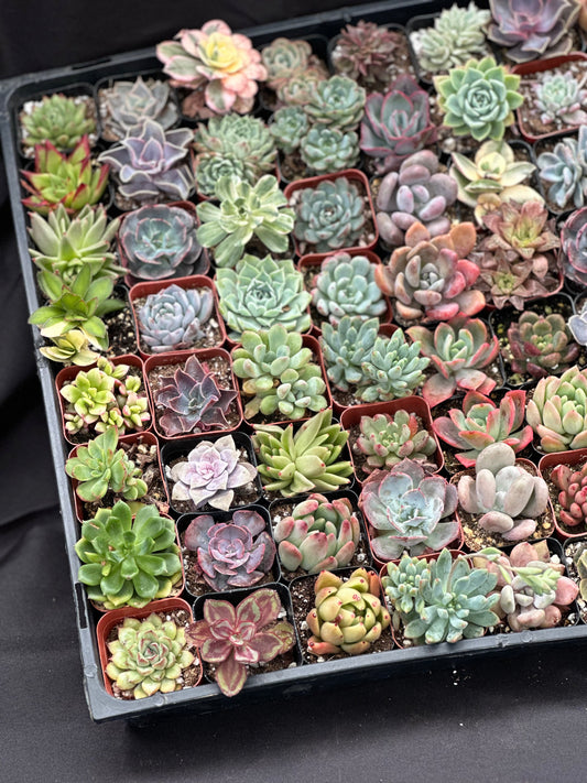 Full Flat Special 64 succulents in 2” pots