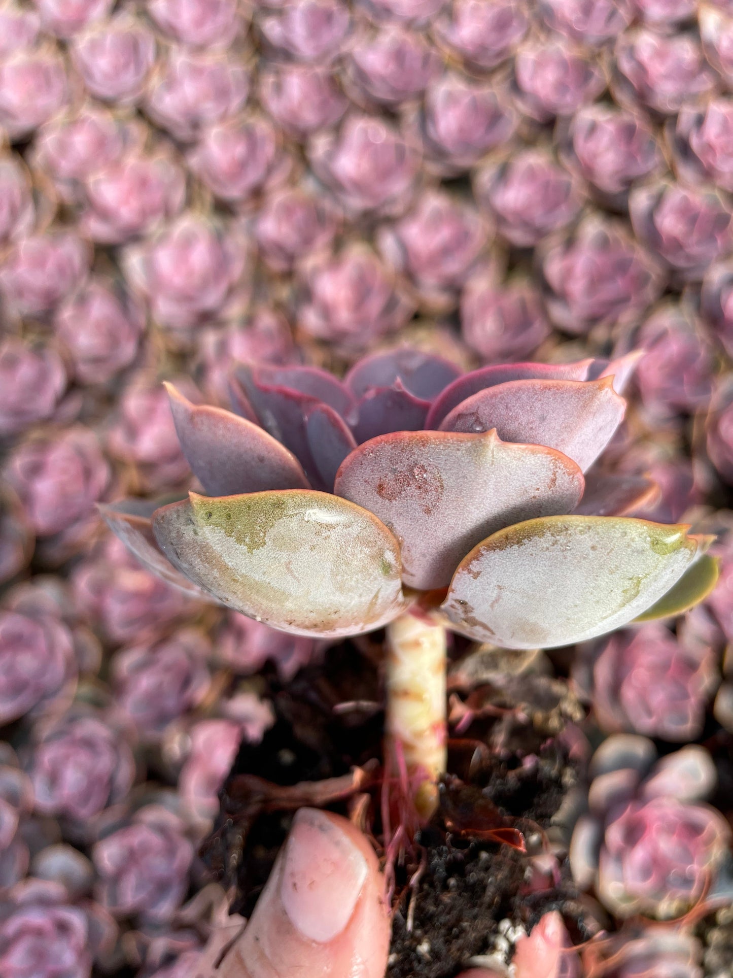 Echeveria Red Sky - Tray of 40