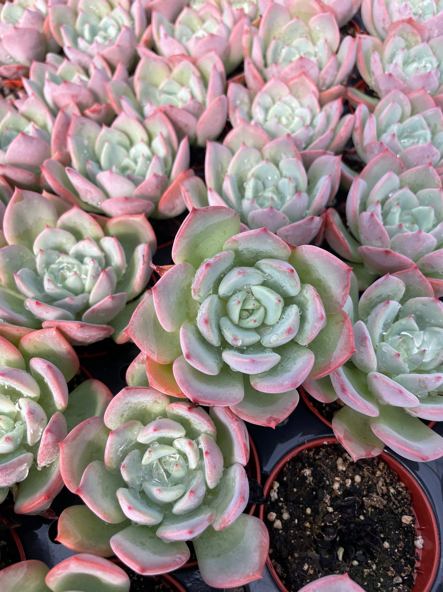 Echeveria Agavoides Salmon - Tray of 40