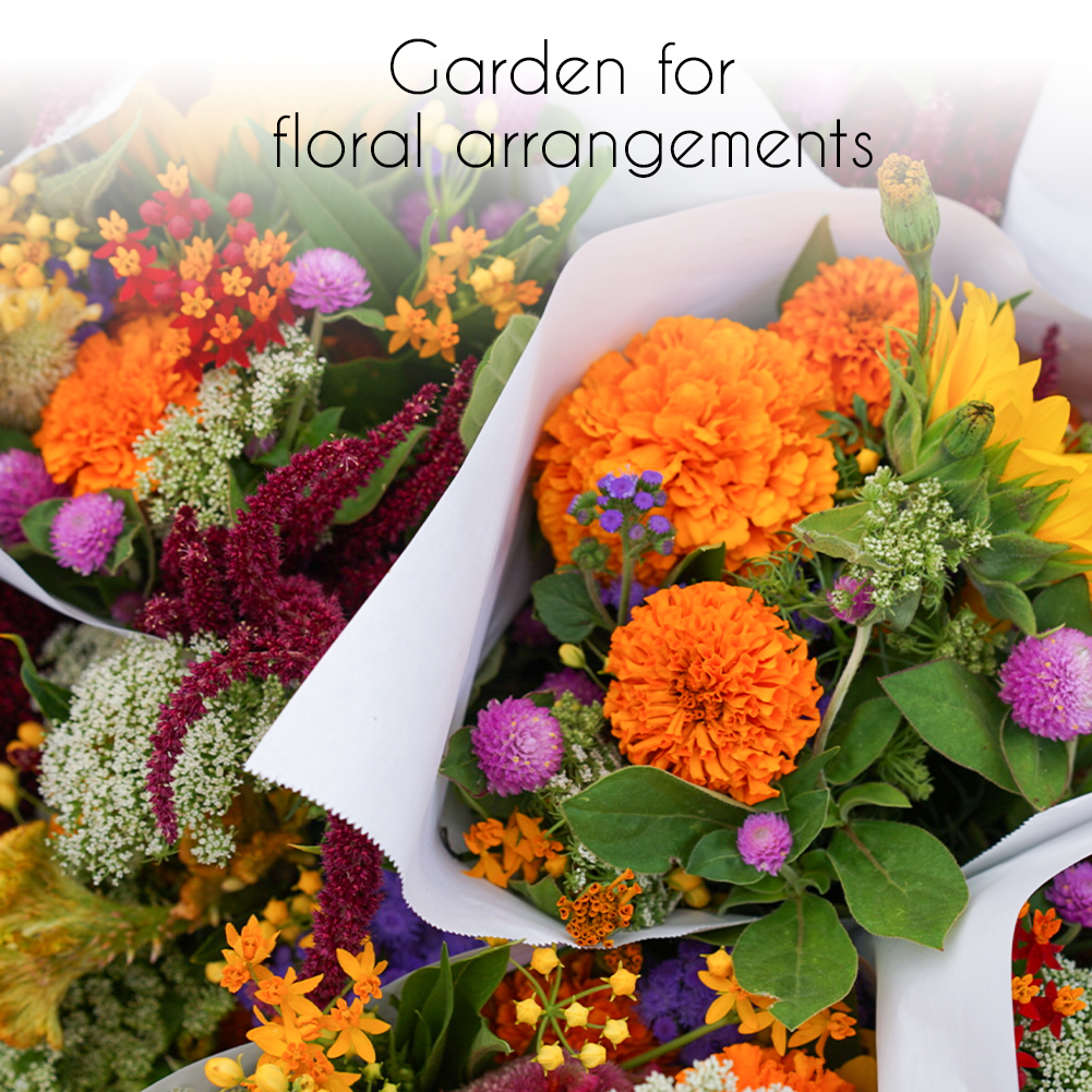 Wildflower, Perennial, & Annual Flower Seed Kit | 35 Variety Pack