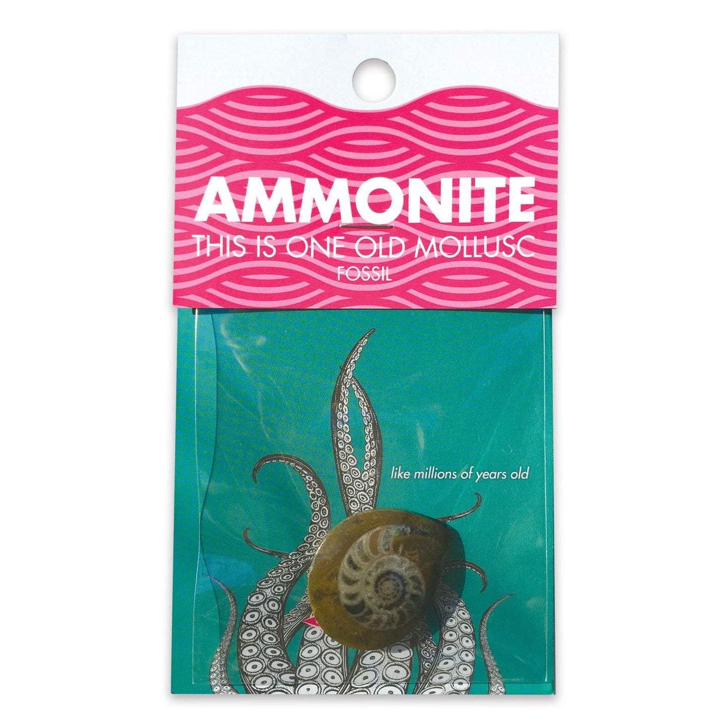 AMMONITE -  preserved fossil of an extinct cephalopod