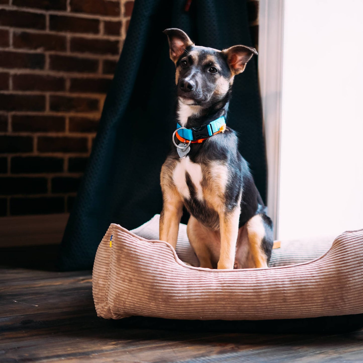 Corduroy Dog Bed Dreamer