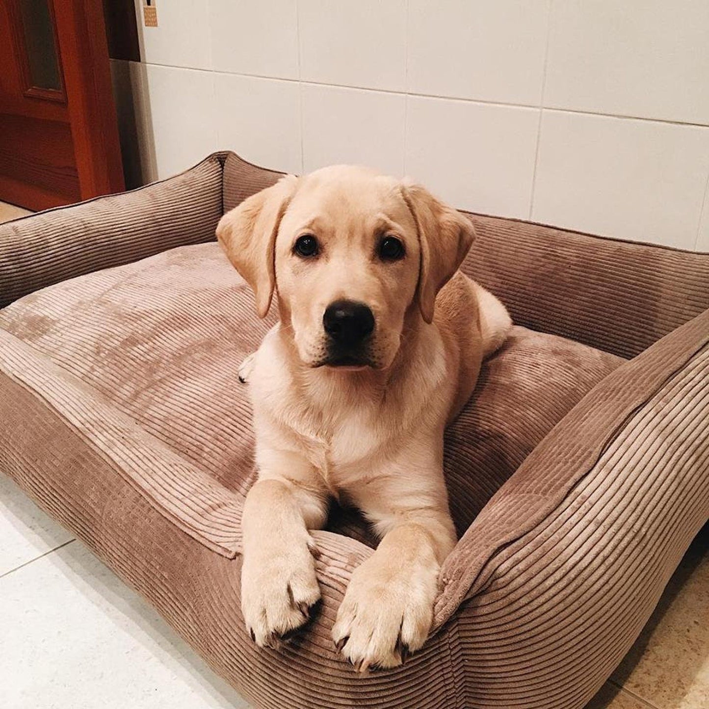 Corduroy Dog Bed Dreamer
