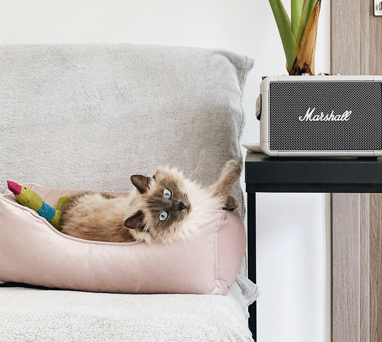 Velvet Cat Bed Dreamer