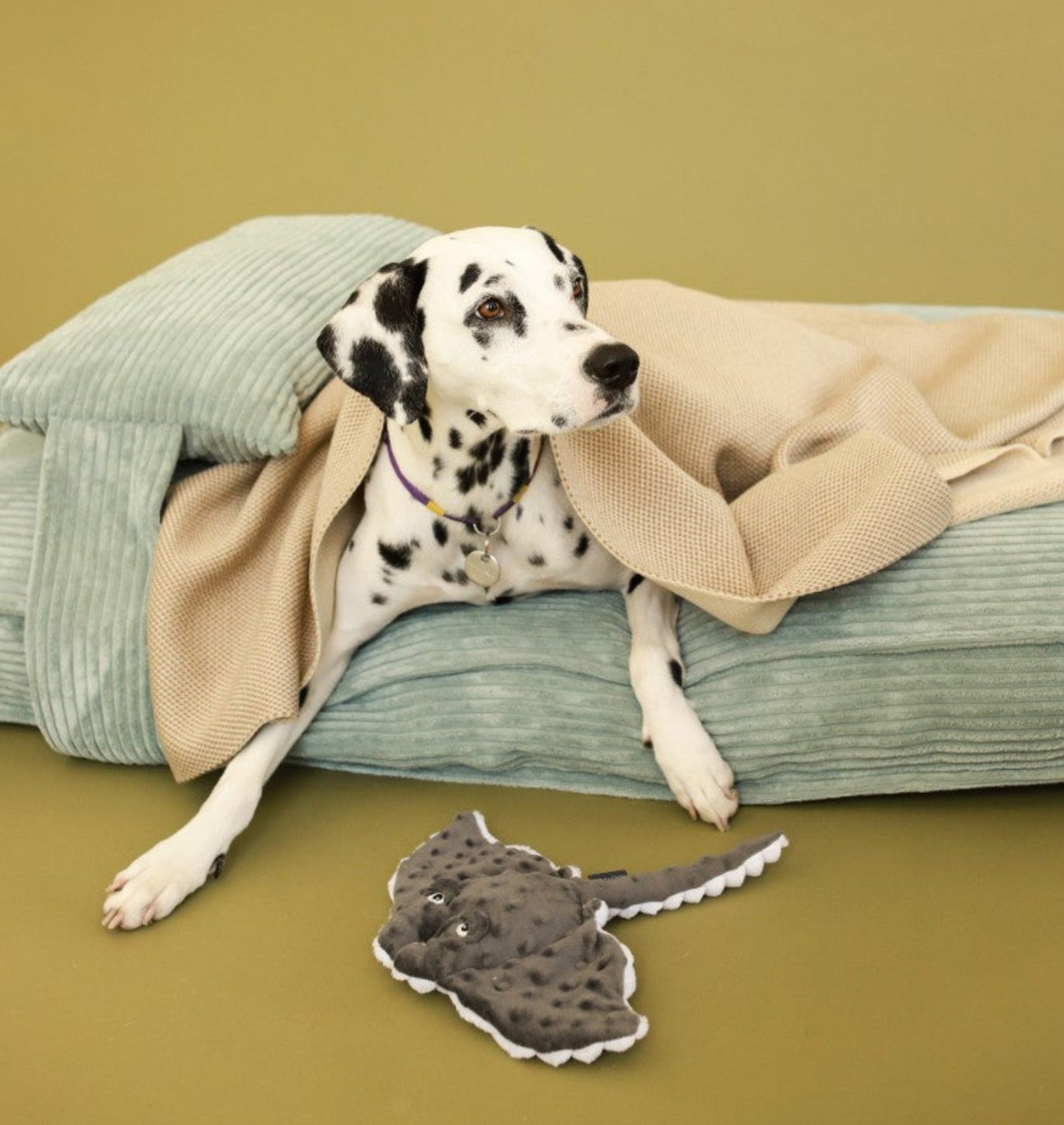 Memory Foam Dog Bed